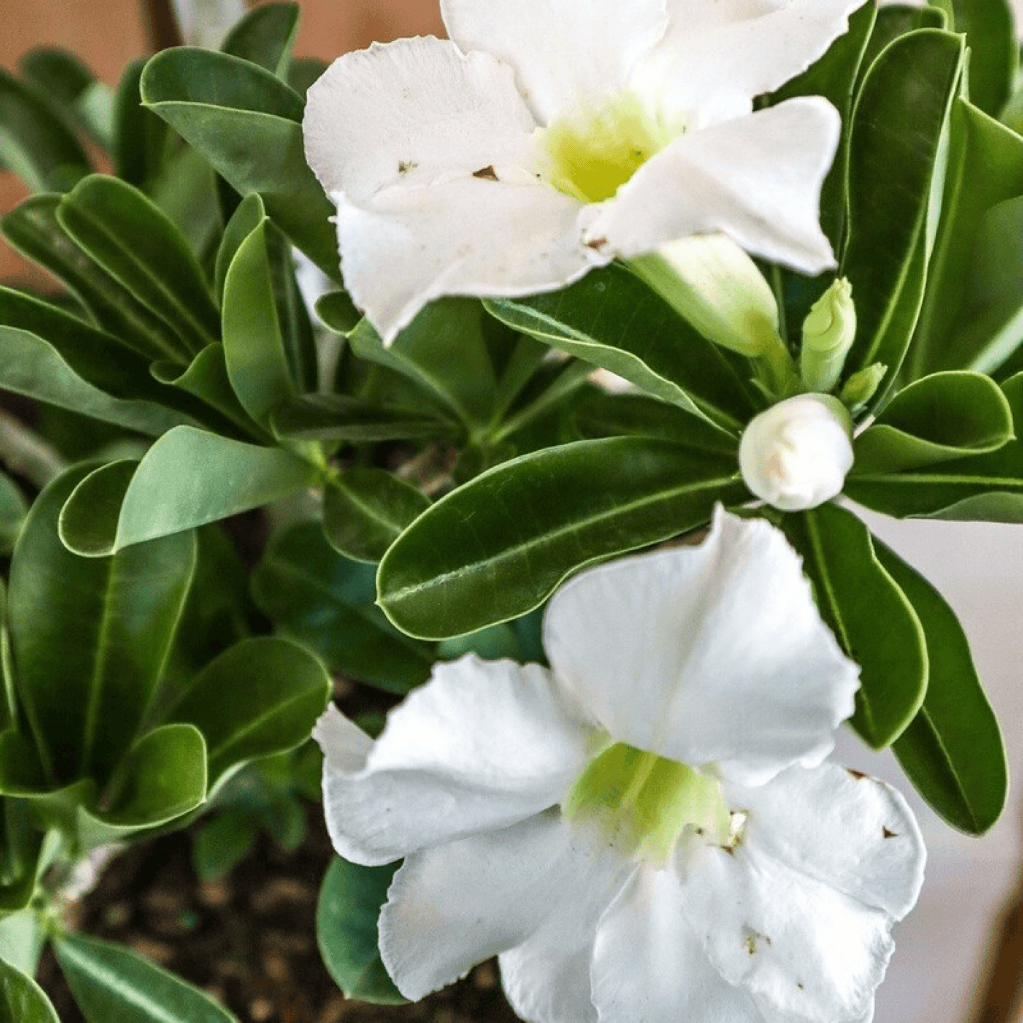 Adenium Plant, Desert Rose (White) - Plant