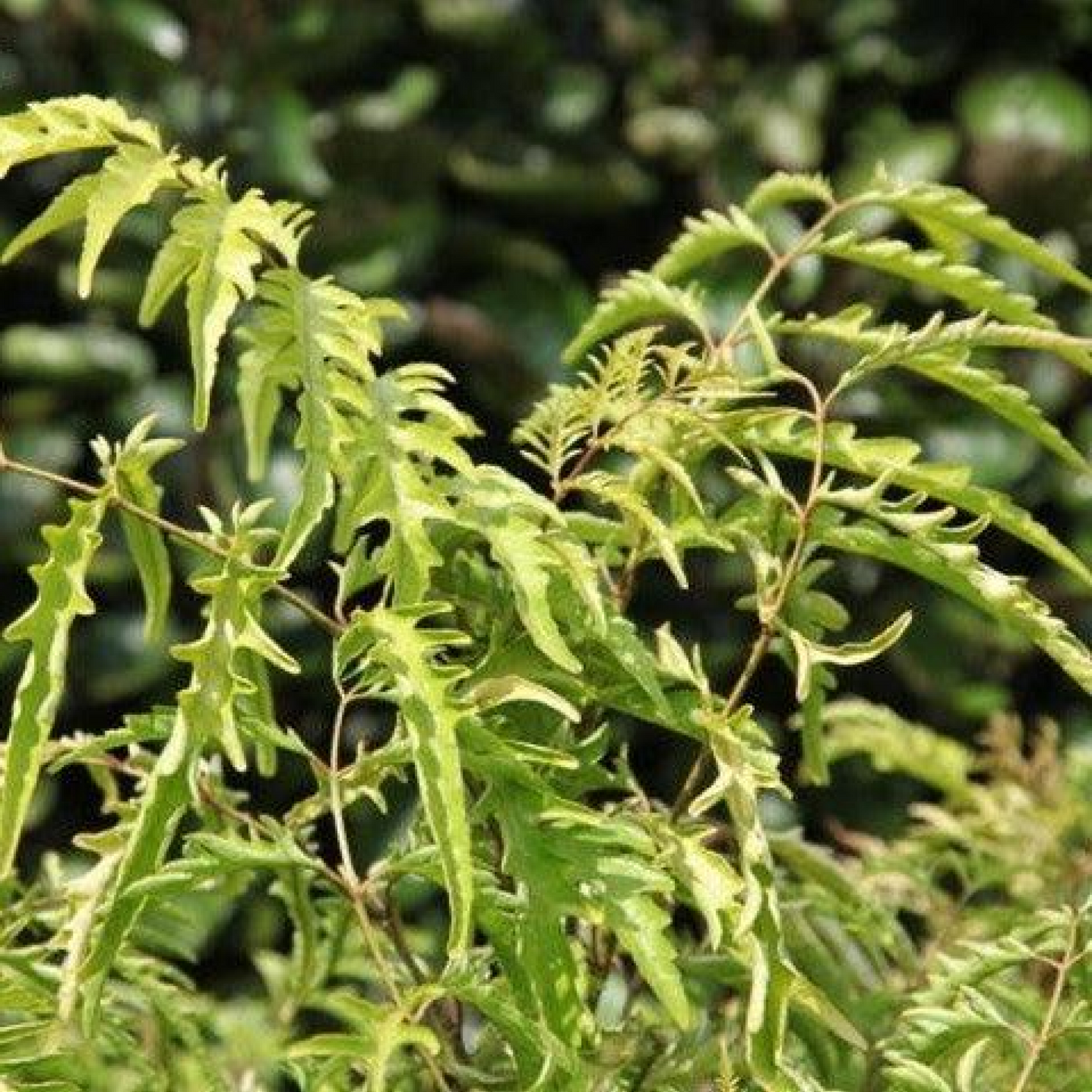 Polyscias filicifolia albicans nana Plant