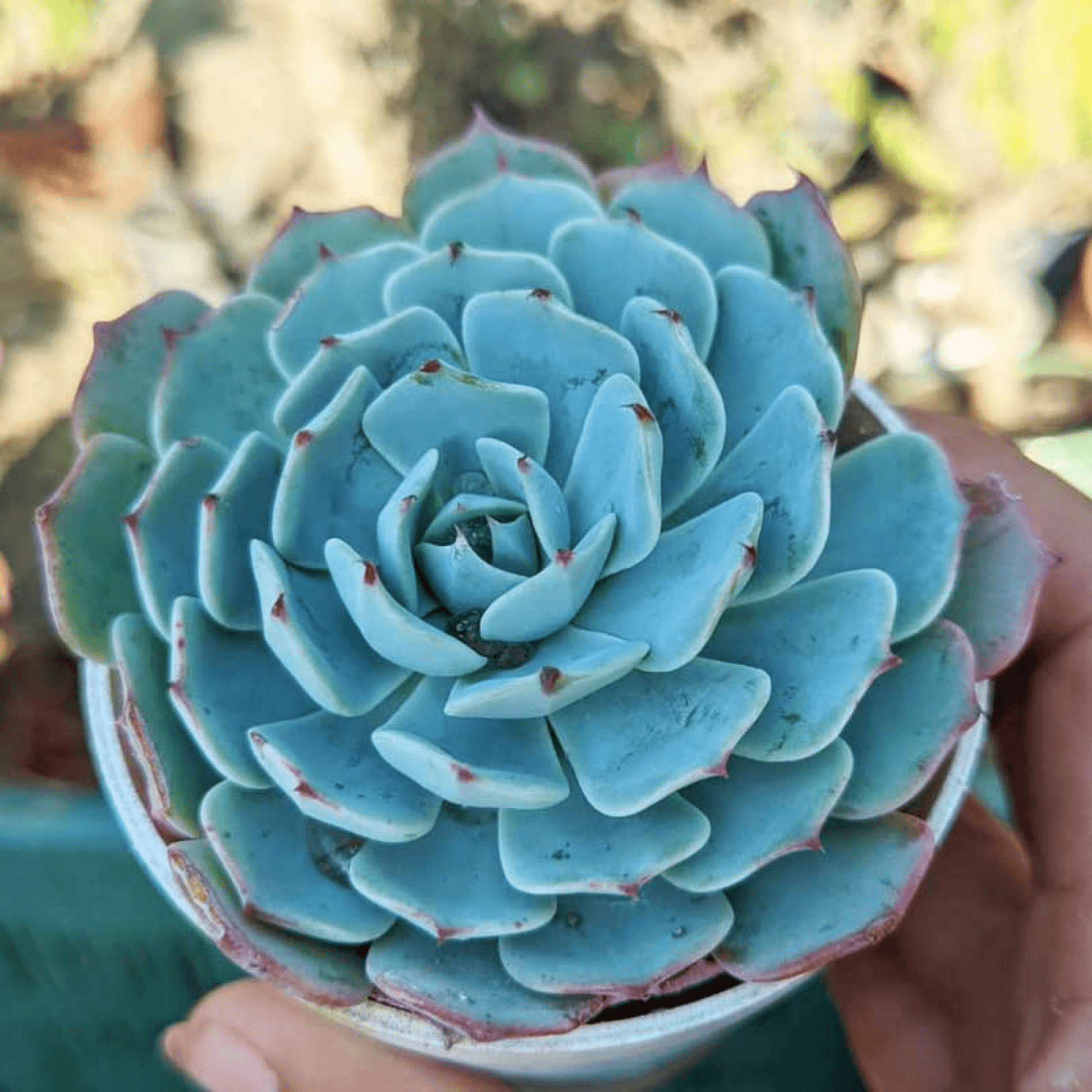 Echeveria imbricata Succulent Plant