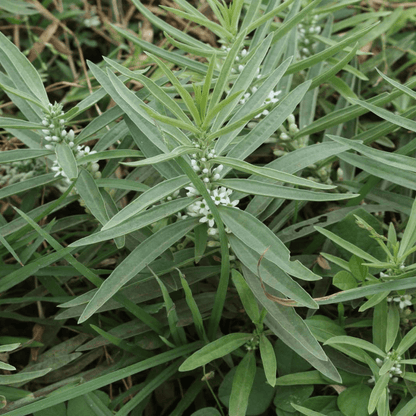 Enicostemma Axillare Plant