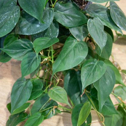 Philodendron Cordatum (Green) Plant