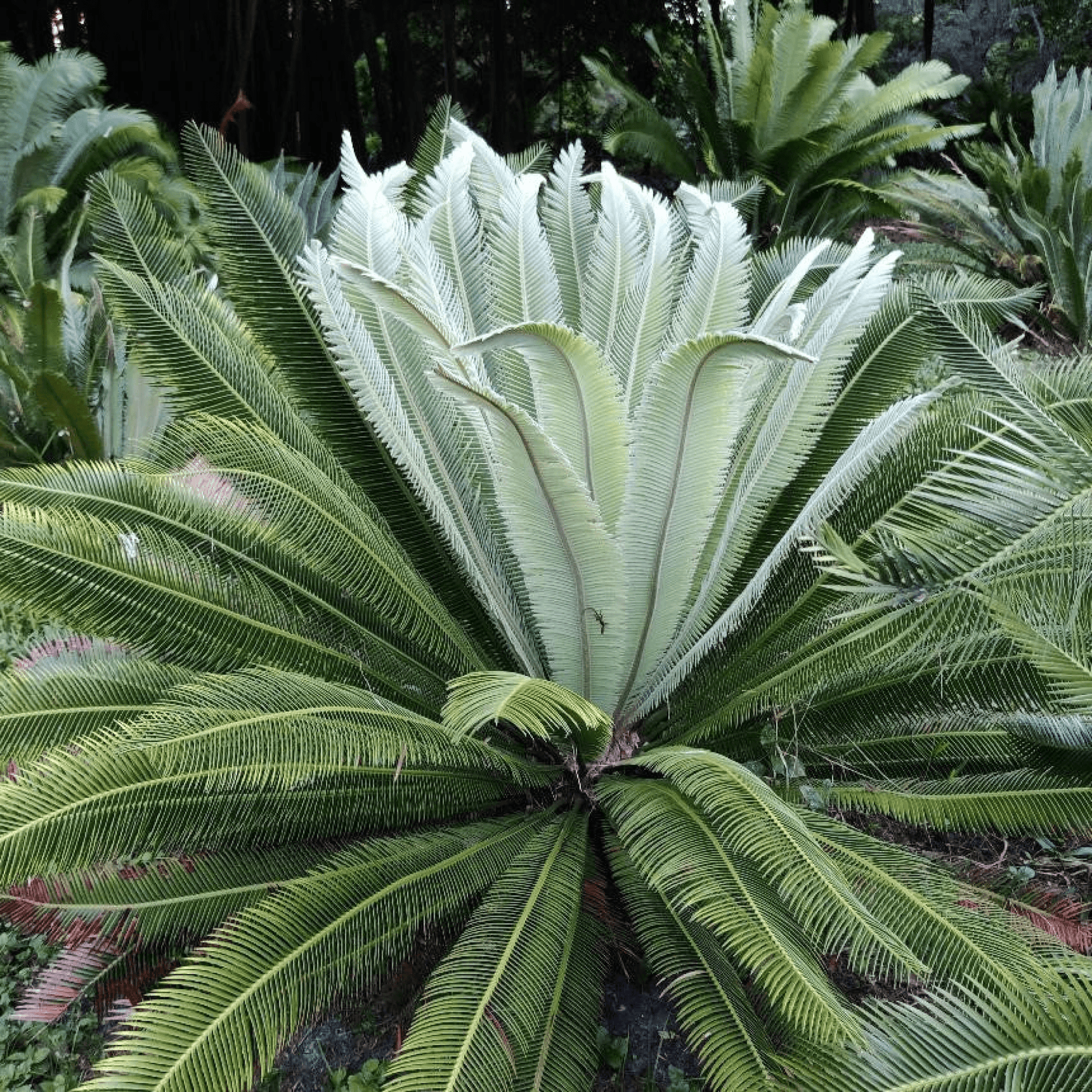 Dioon merolae Plant