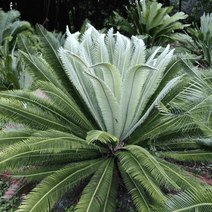 Dioon merolae Plant