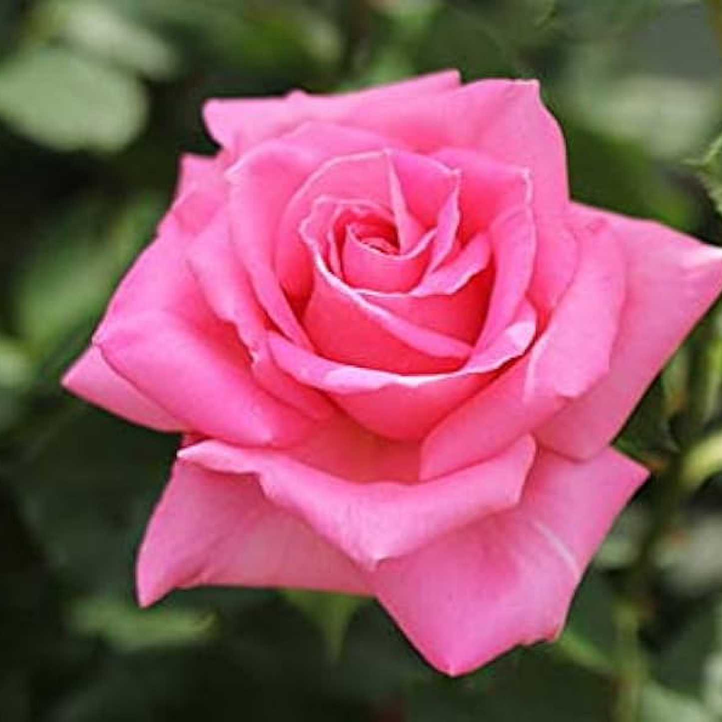 Gladiator Rose (Dark Pink) - Plant