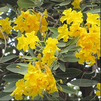 Buy Tabebuia argentea Tecoma argentea Plant- Vermi Organics