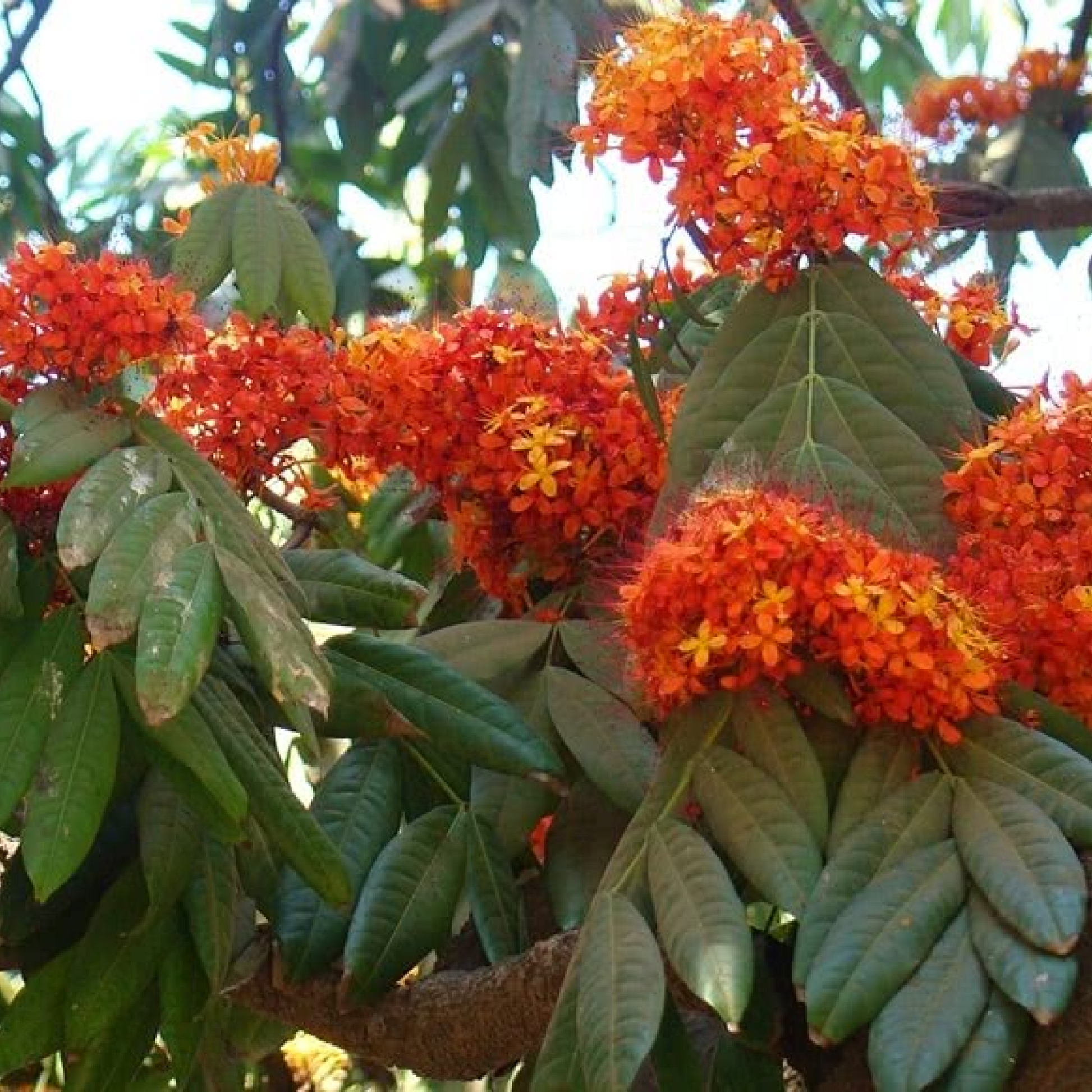 Saraca Asoca Sita Ashok Tree Plant