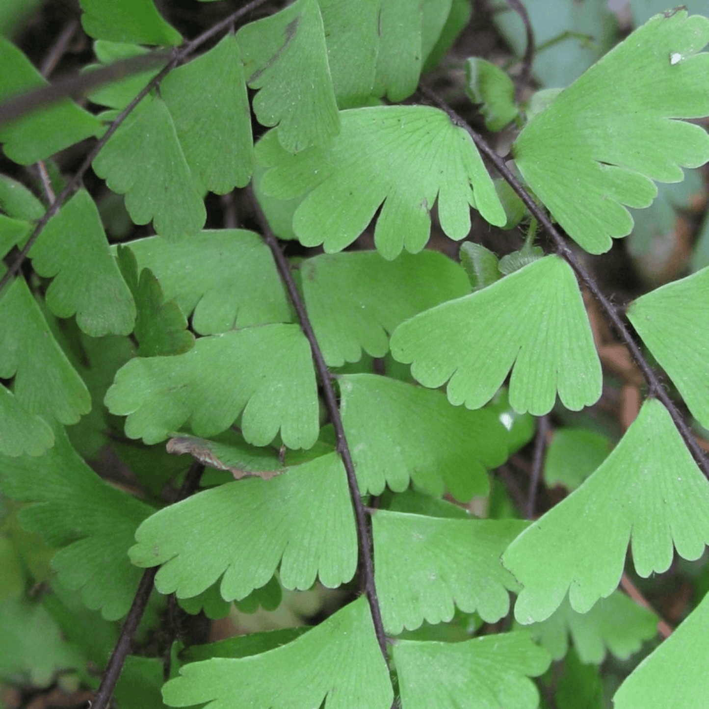 Adiantum Species Compacta Plant