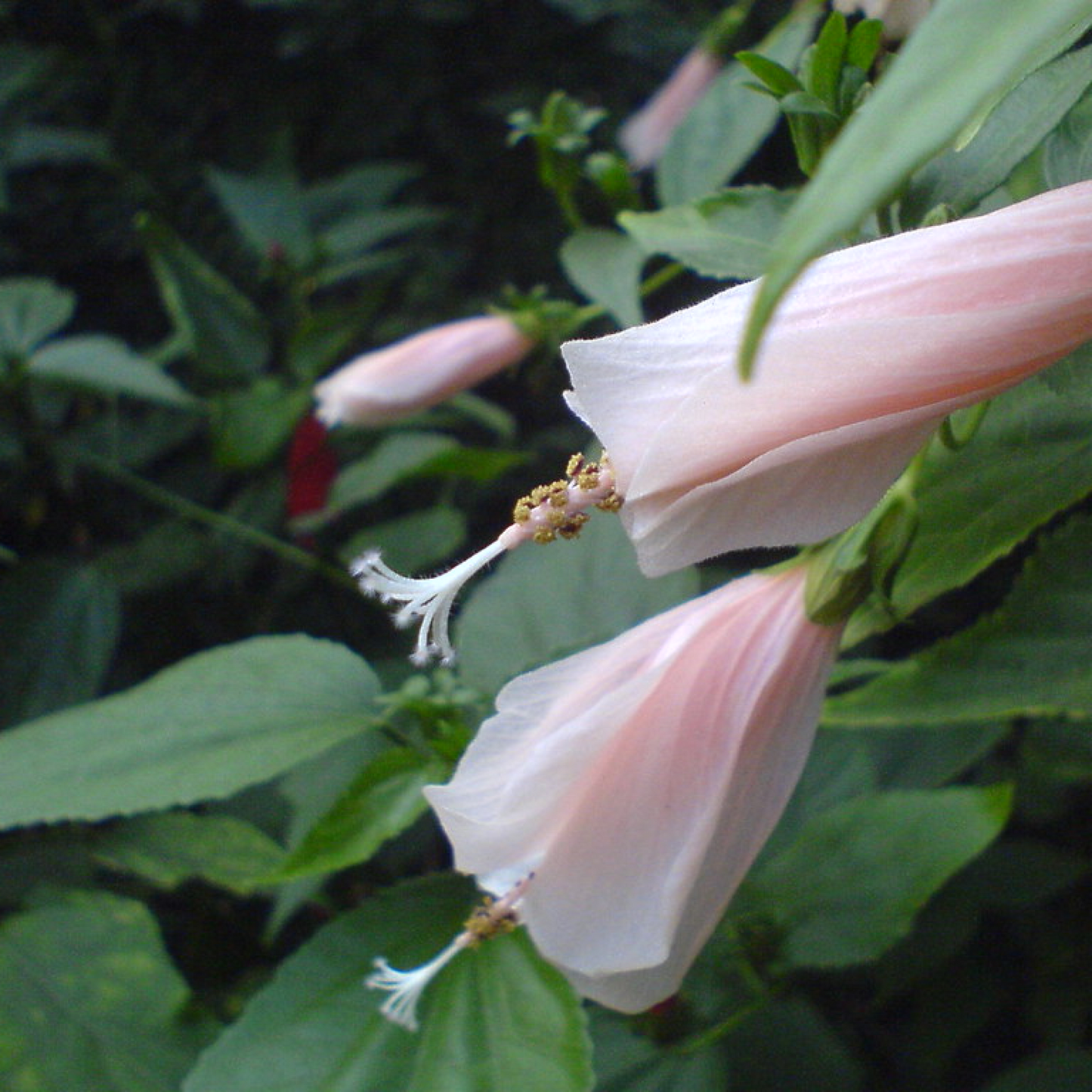 Malvaviscus arboreus rosea Plant