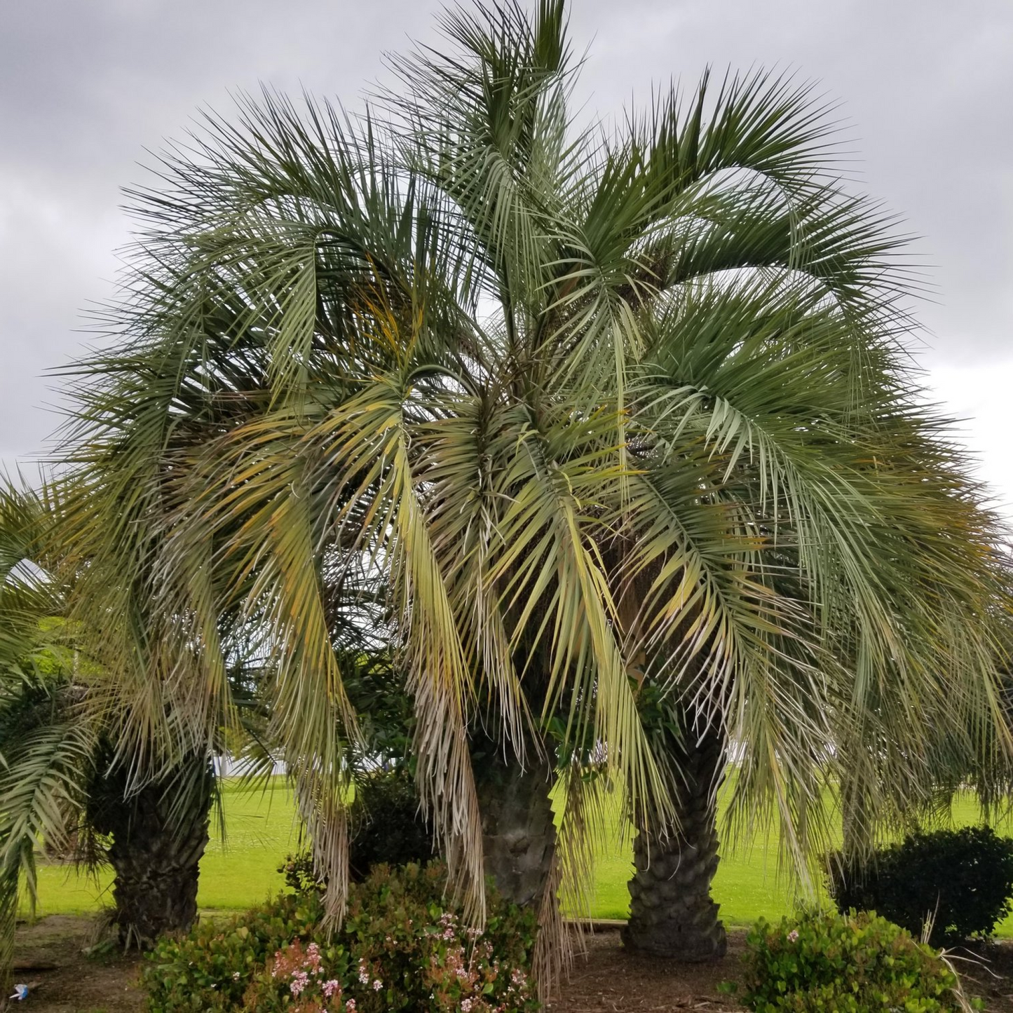 Jelly Palm Pindo Palm Plant