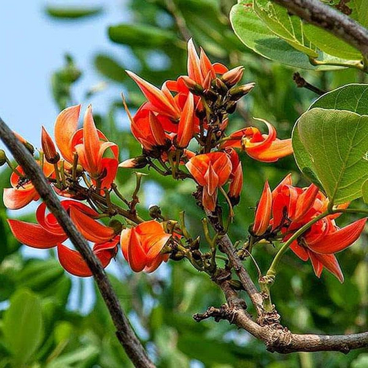 Palash Butea Plant