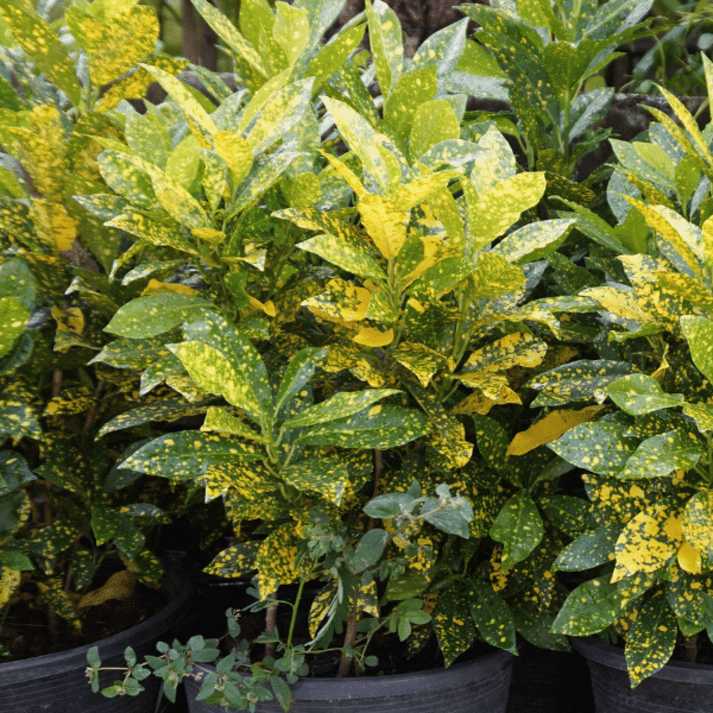 Croton Codiaeum Plant (Gold Dust, Small Leaves)