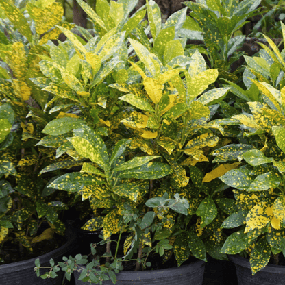 Croton Codiaeum Plant (Gold Dust, Small Leaves)