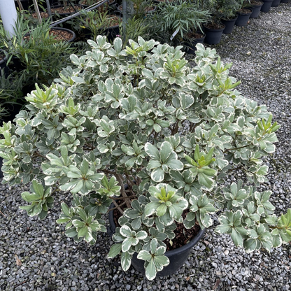 Pittosporum tobira variegata Plant