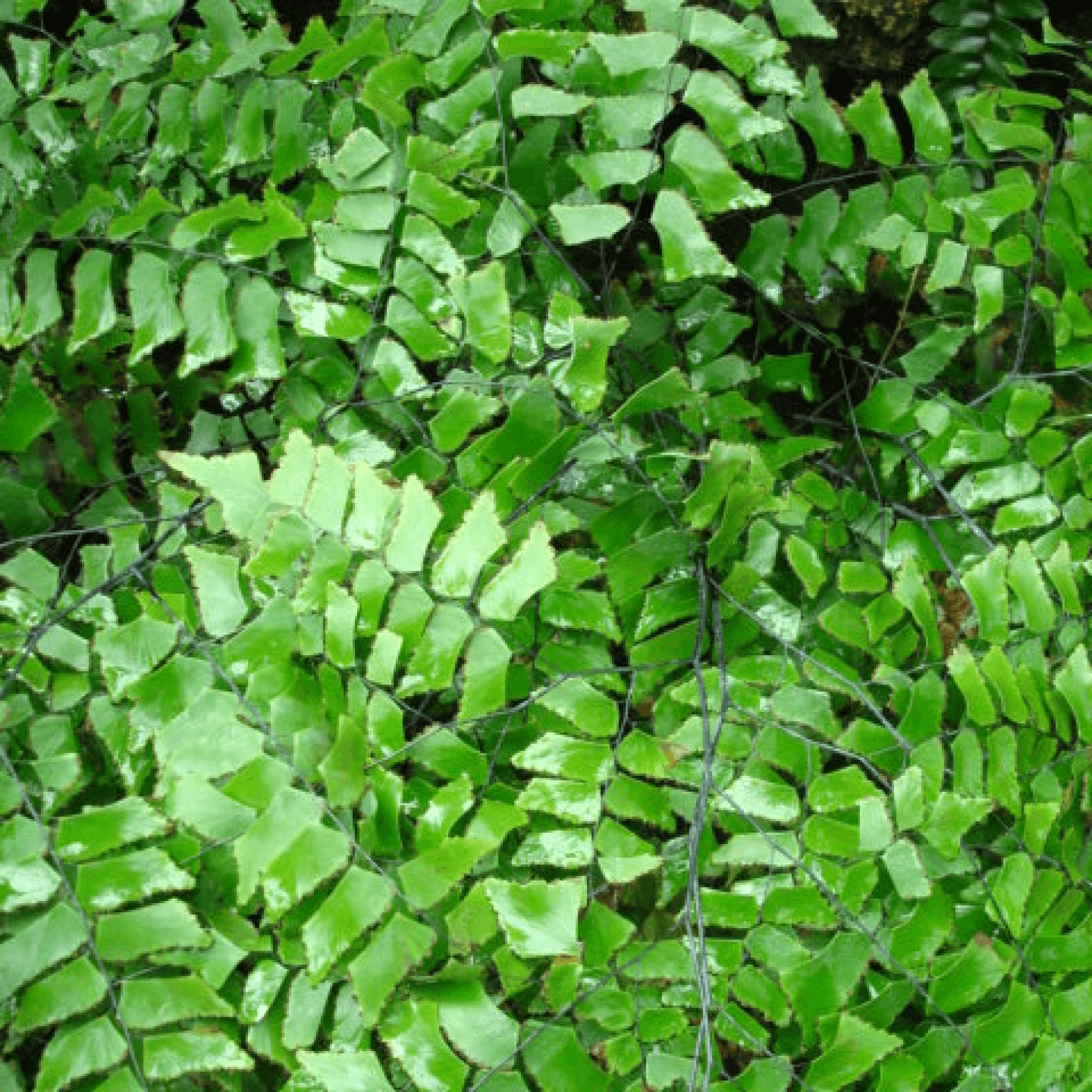 Adiantum trapeziforme Plant