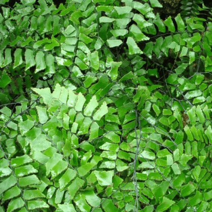 Adiantum trapeziforme Plant