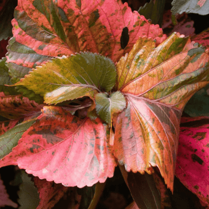 Acalypha Wilkesiana, Copperleaf Plant