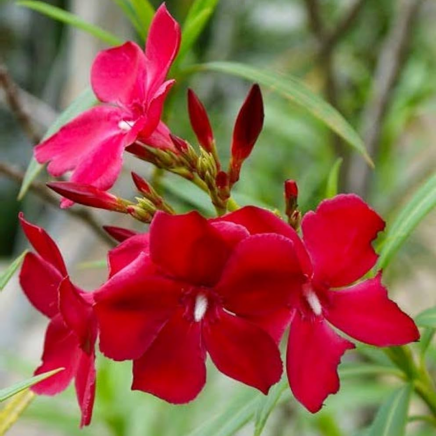 Kaner Nerium Oleander (Red Single) Plant