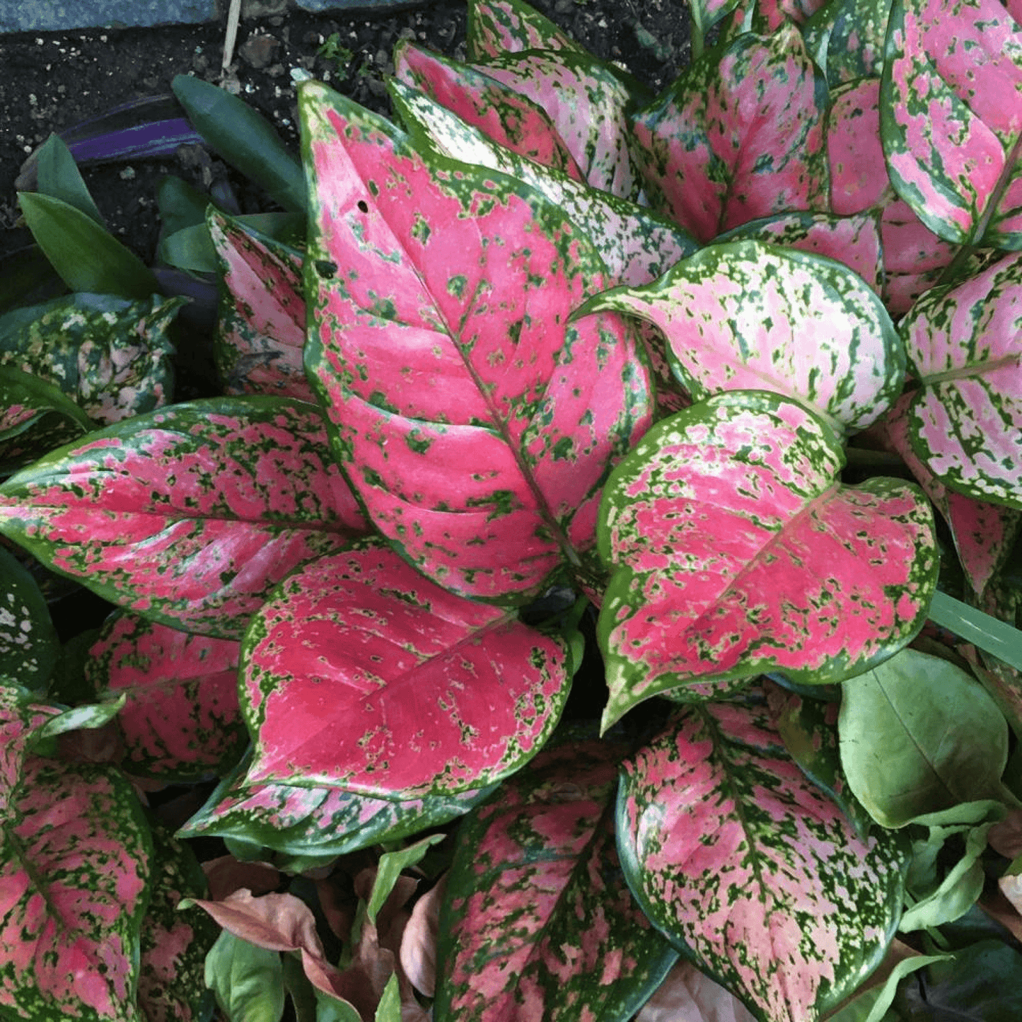 Aglaonema Lady Valentine, Aglaonema Anyamanee (Pink) - Plant