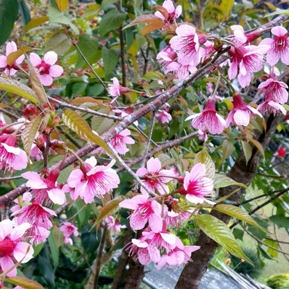 Prunus cerasoides Plant