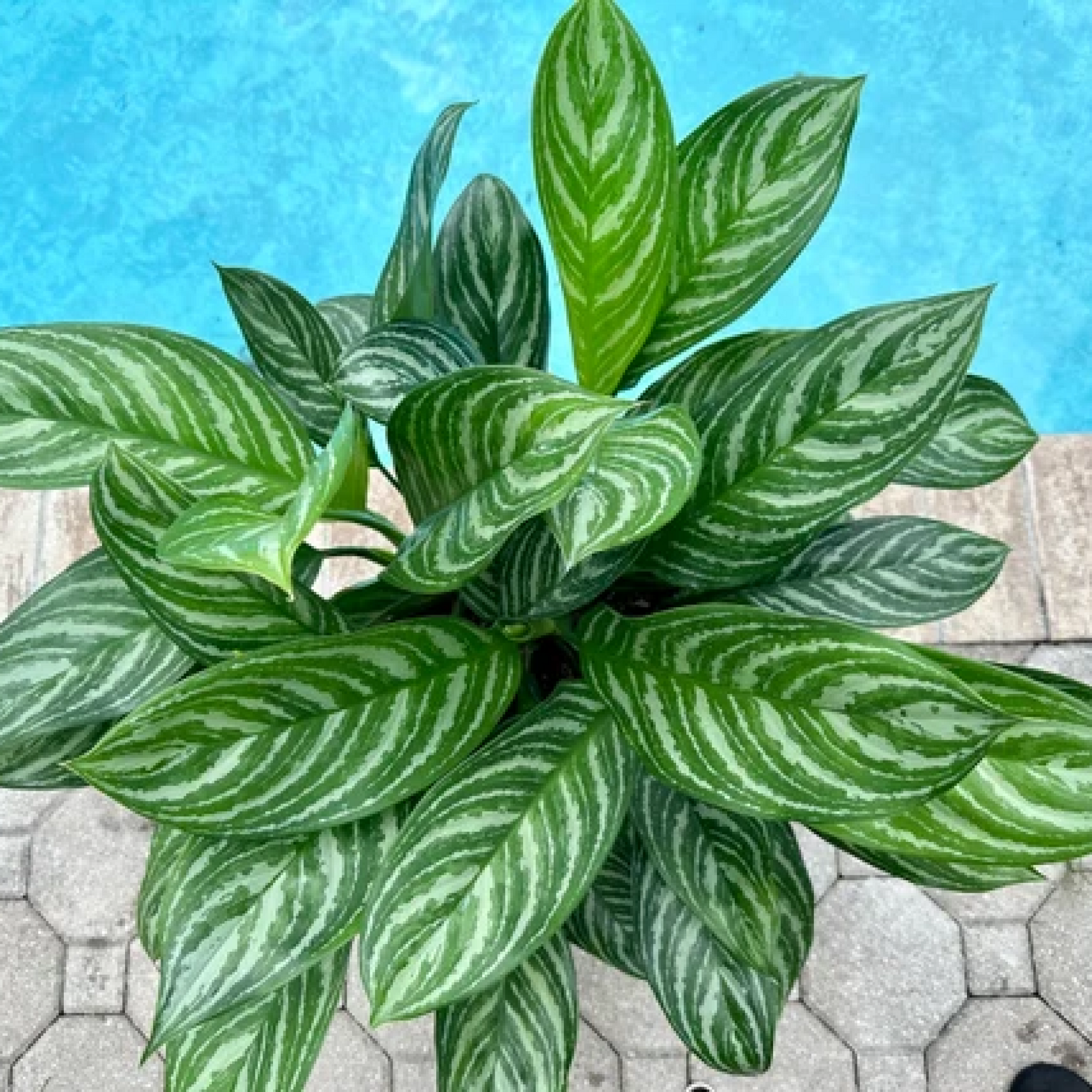 Aglaonema Stripes Plant