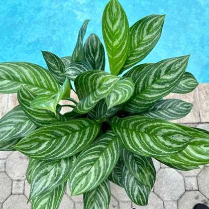 Aglaonema Stripes - Plant