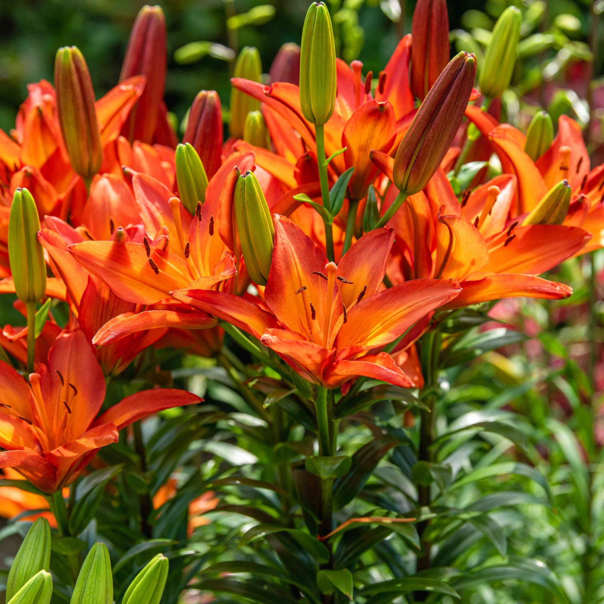 Lilium Hybrid (Orange) Plant