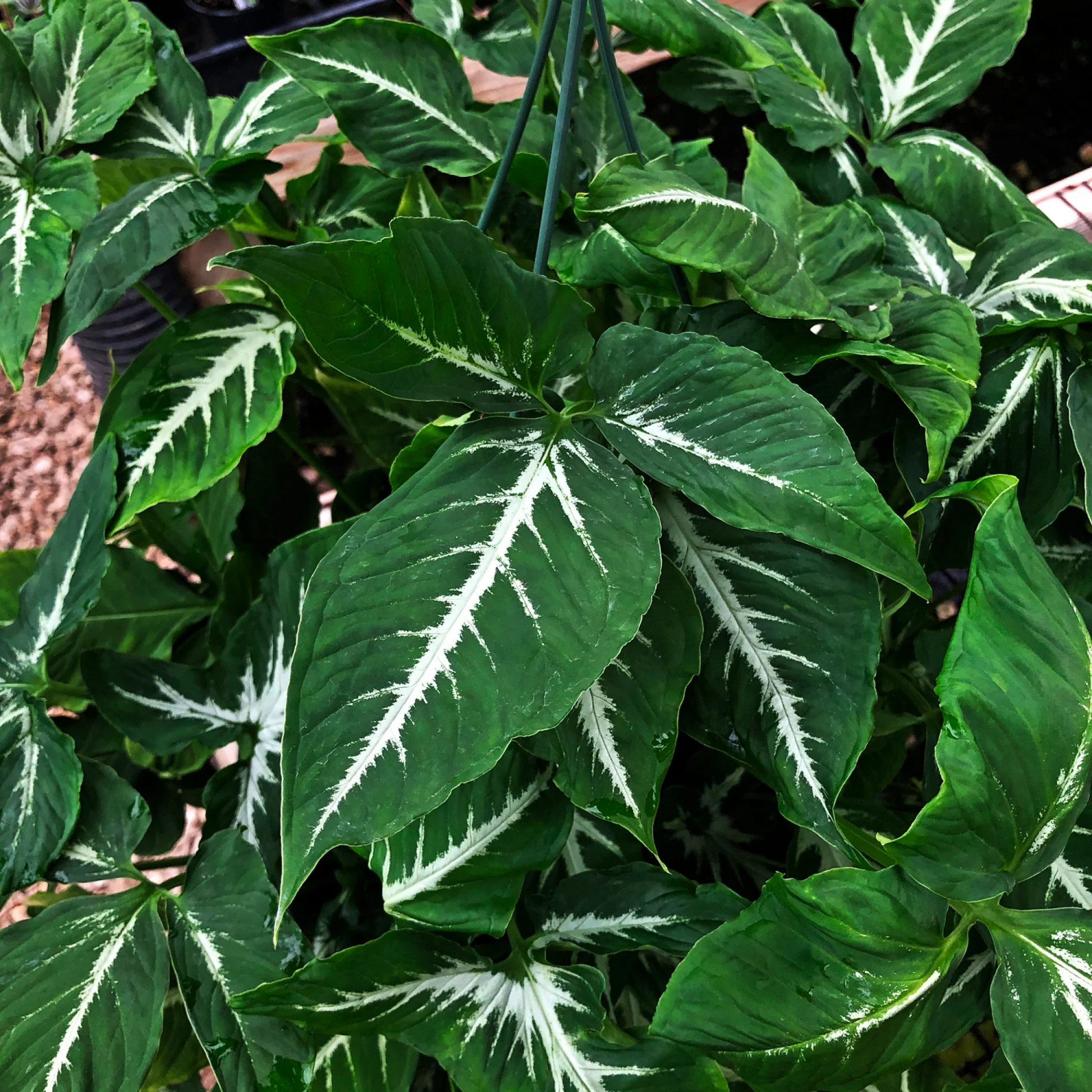 Syngonium wendlandi Plant