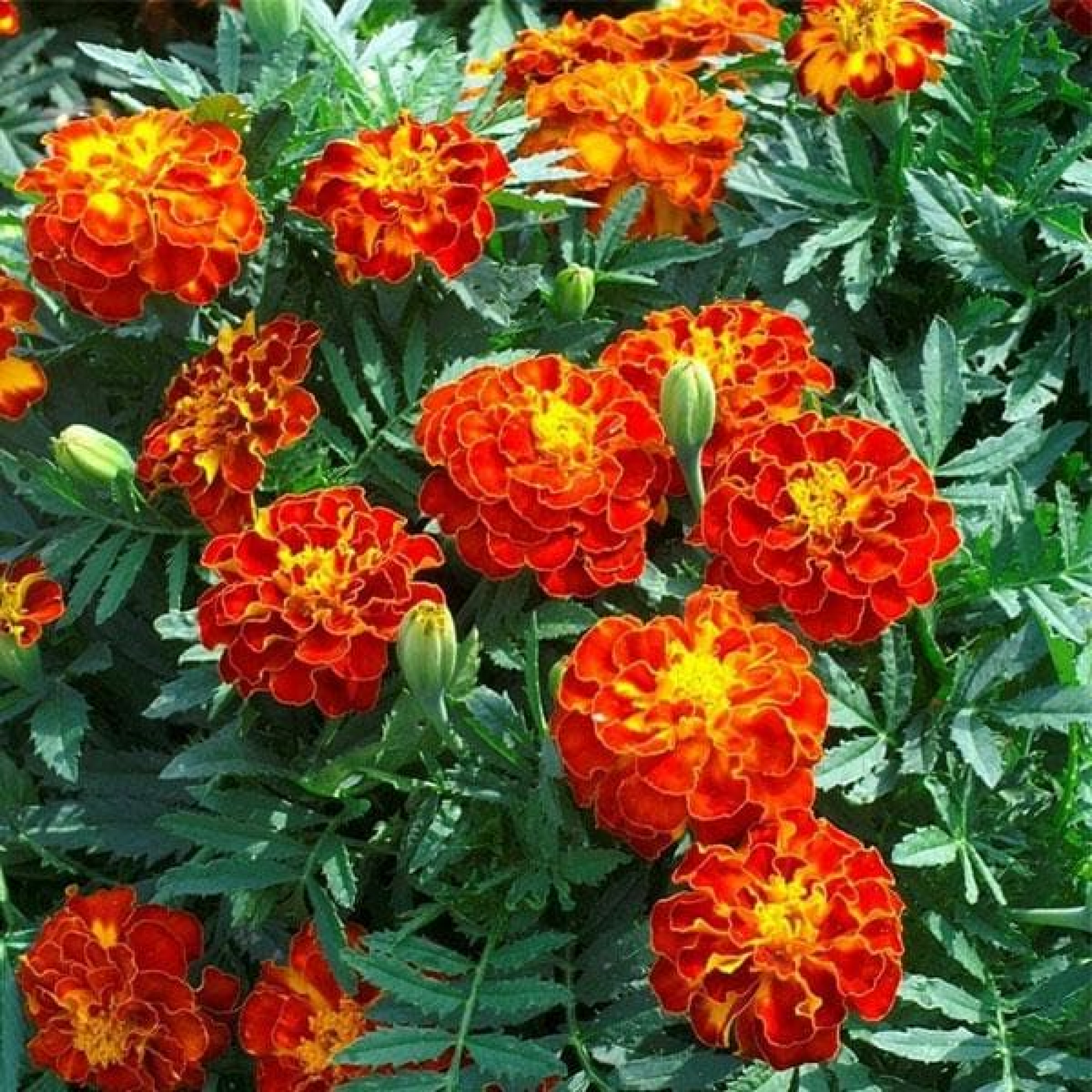 French Marigold (Red) Plant