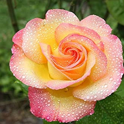 Rose (Pink Yellow) - Plant