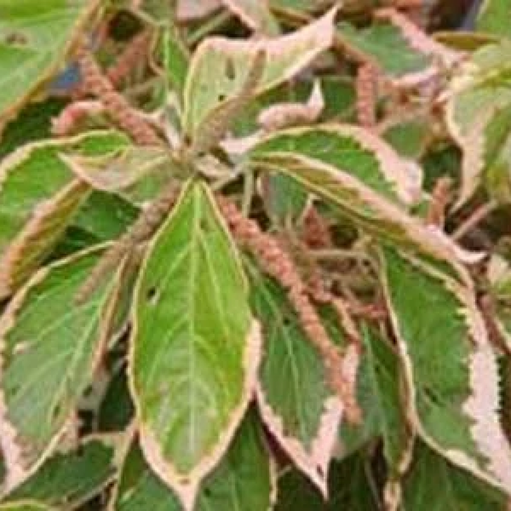 Acalypha Wilkesiana Devappa Plant