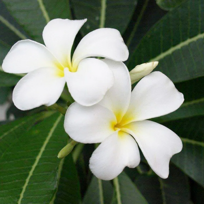 Plumeria Champa (White) Plant