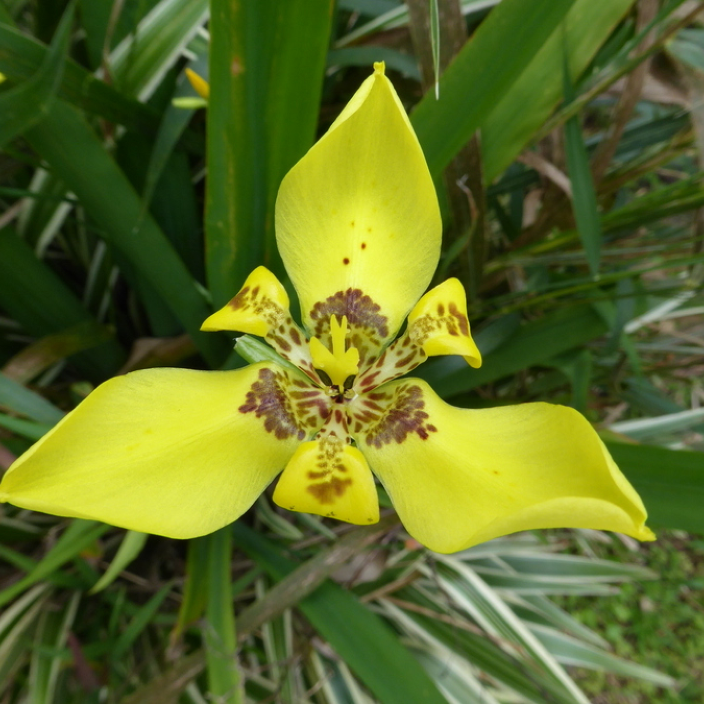 Neomarica longifolia Plant