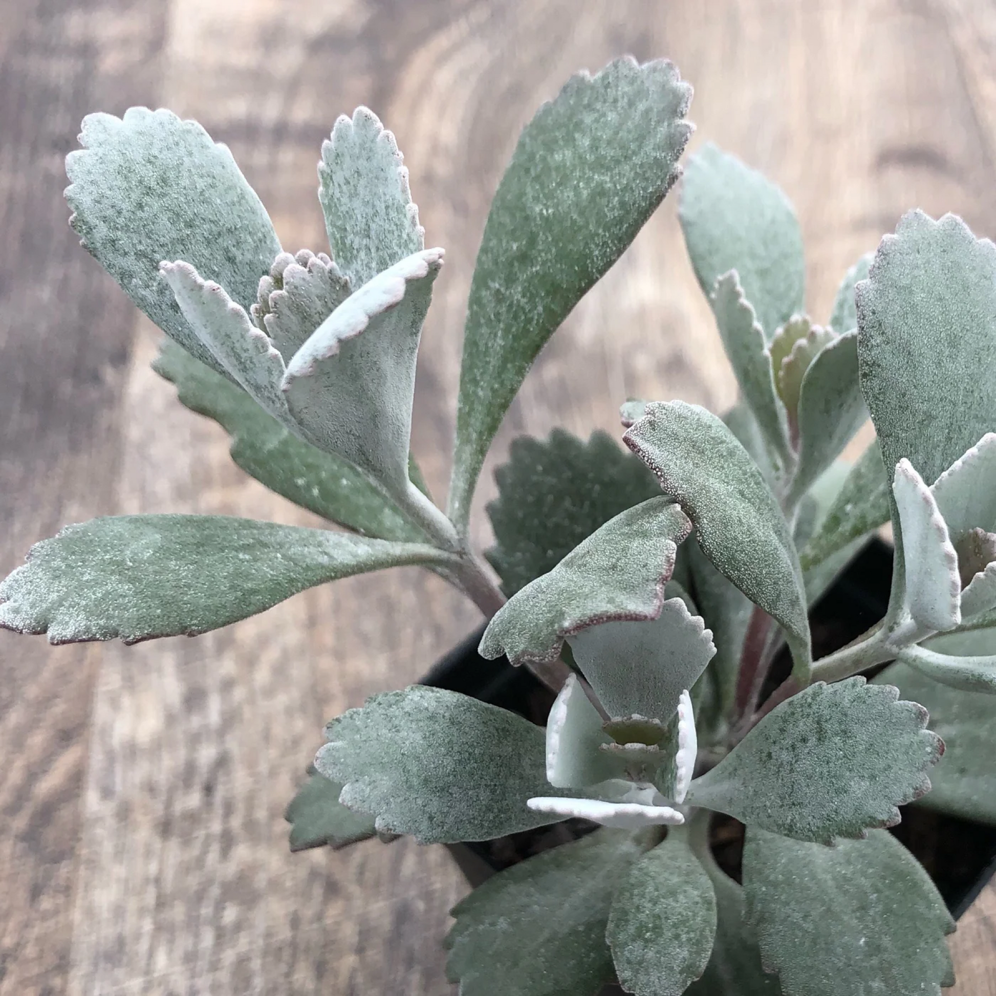 Kalanchoe Pumila Silver Grey Plant
