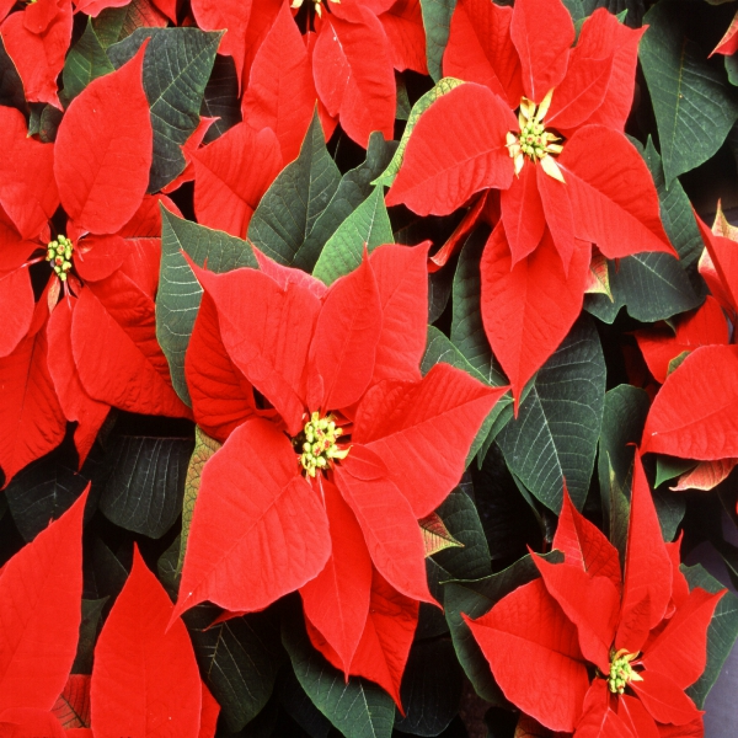 Poinsettia Christmas Flower (Any color) Plant