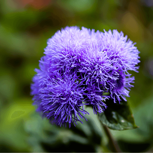 Ageratum Floss Flower Bluemink Purple Colour - Flower Seeds Pack of 200