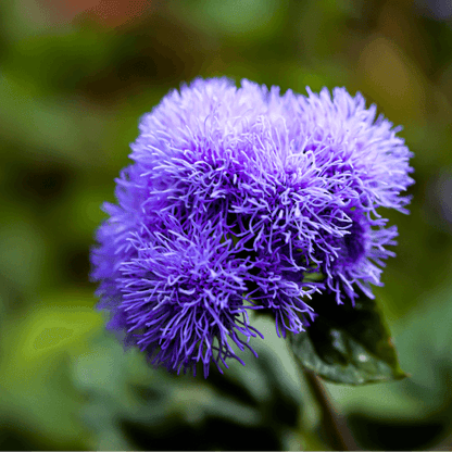 Ageratum Floss Flower Bluemink Purple Colour - Flower Seeds Pack of 200