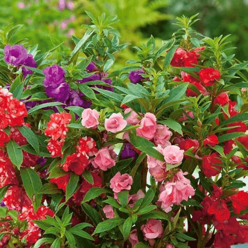 Balsam Double Mixed Color - Flower Seeds pack of 50