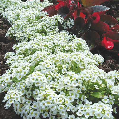 Alyssum Snow Carpet Lobularia Maritima White - Flower Seeds Pack of 100