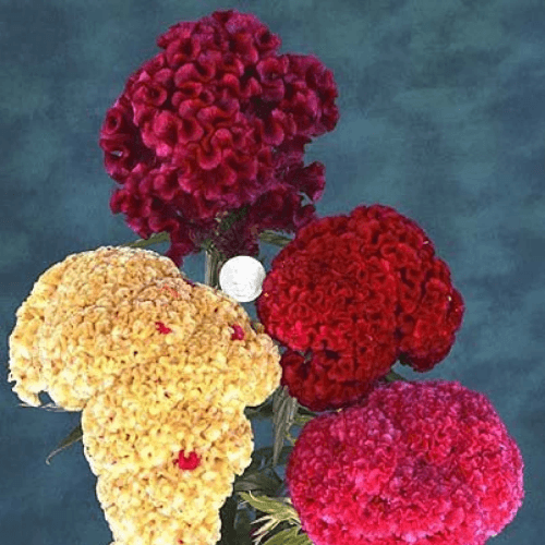 Brain Celosia woolflowers Cockscomb Dwarf Cristata Mixed Color - Flower Seeds pack of 50