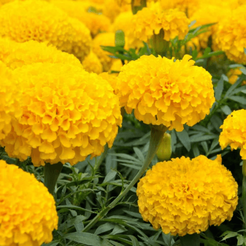 African Double Marigold Genda Pack of 100 Seeds