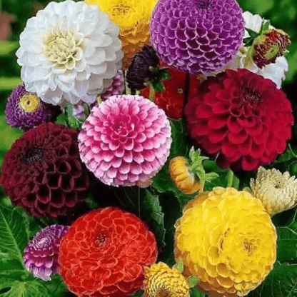 Dahlia Figaro Mixed Color