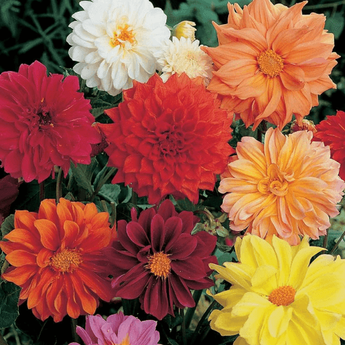 Dahlia Unwin Hybrids Mixed Color