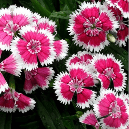 Dianthus Baby Doll flower Mixed Color - Flower Seeds