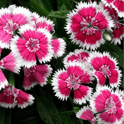 Dianthus Baby Doll flower Mixed Color - Flower Seeds