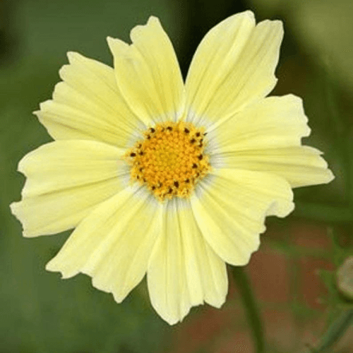 Cosmos Showy Flower Yellow