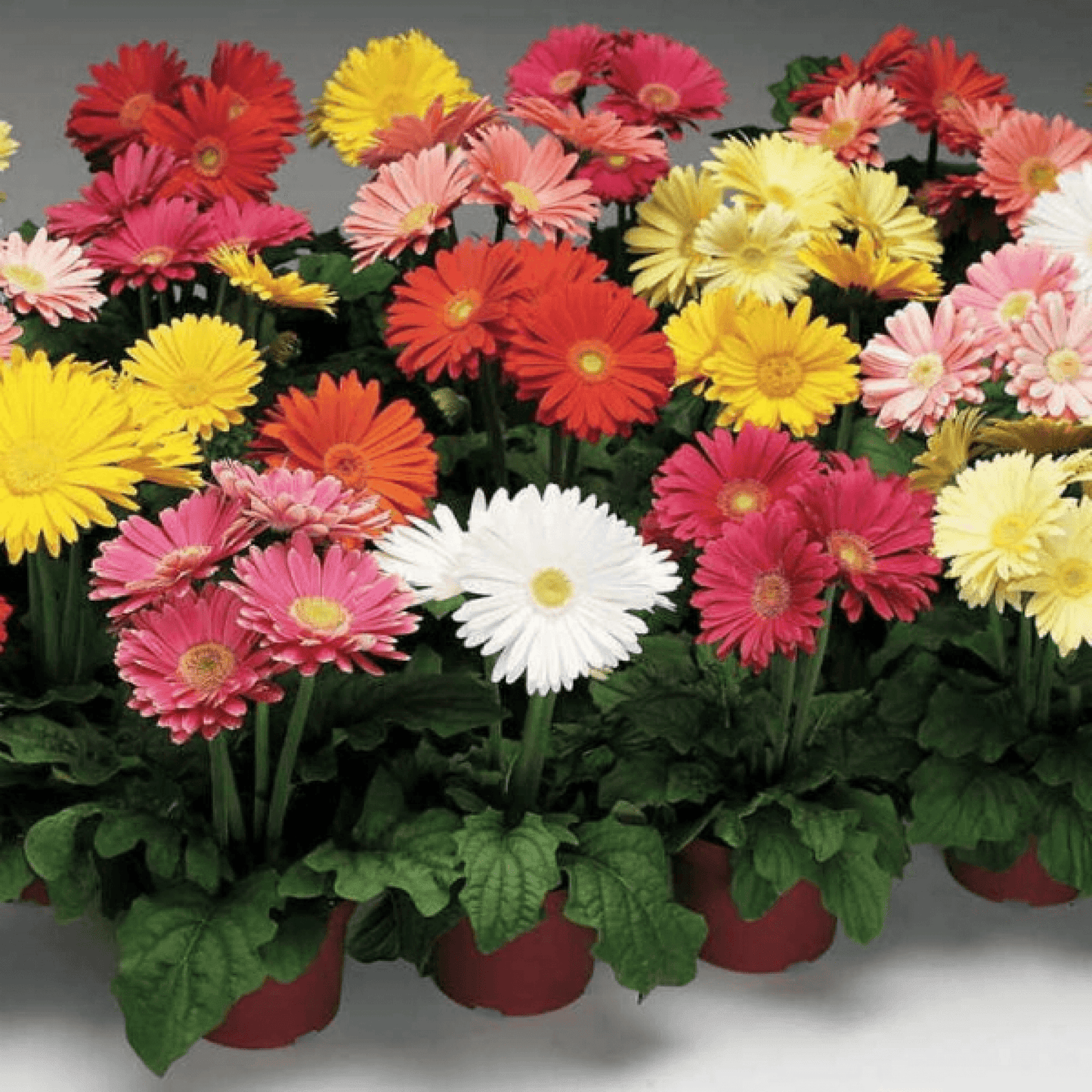 Gerbera Micro Mini Mixed Color, African Daisy, Transvaal Daisy, Barberton Daisy, Aster - Flower Seeds pack of 15