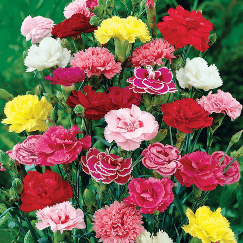 Carnation Giant Chabaud Mixed Color - Flower Seeds