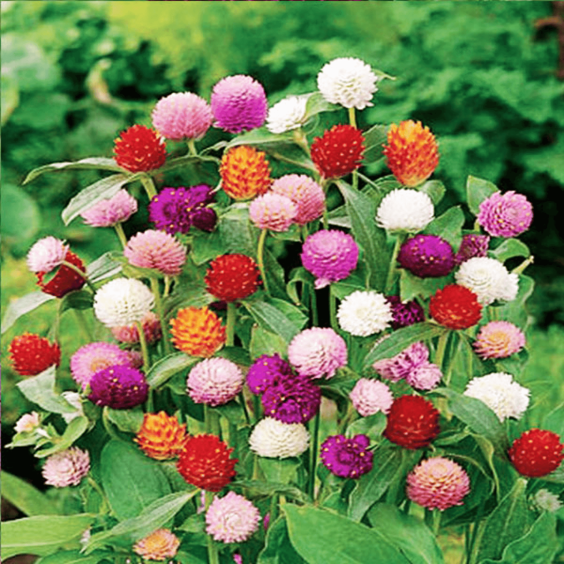 Gomphrena, Globe amaranth - Flower Seeds pack of 50