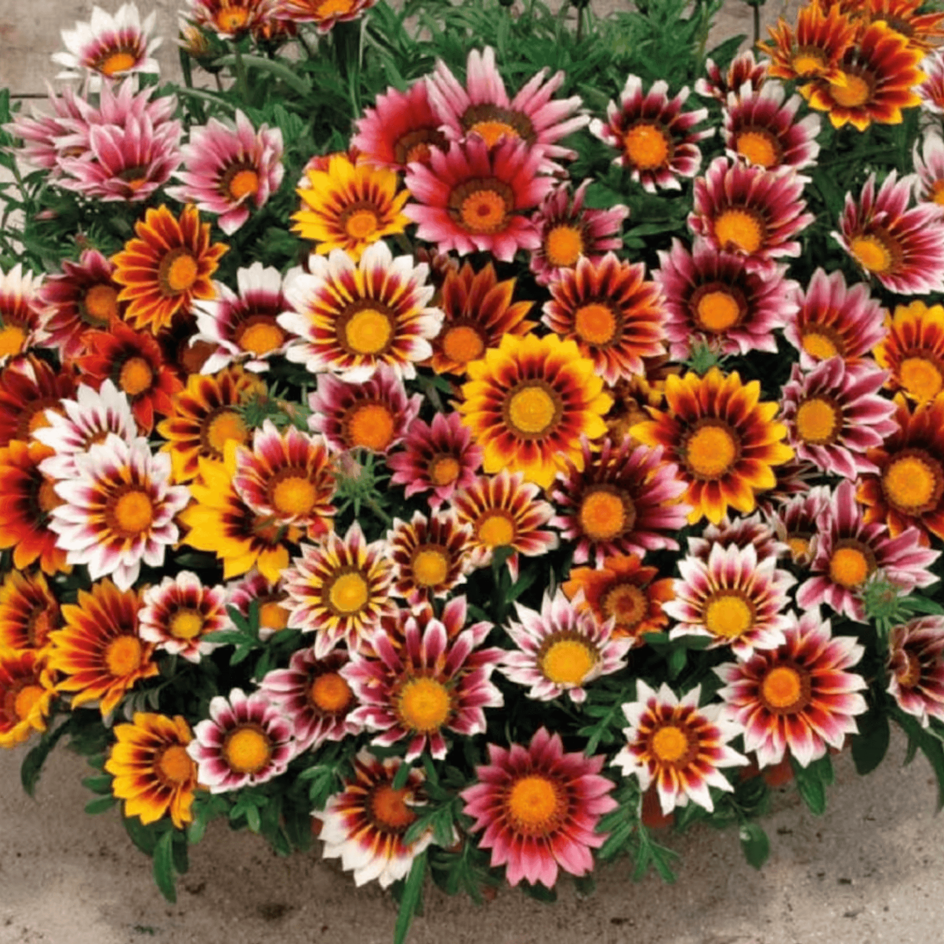 Gazania Sun Shine Mixed Color - Flower Seeds pack of 50