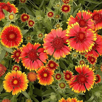 Gaillardia F1 Hybrid Mixed Color - Flower Seeds pack of 10